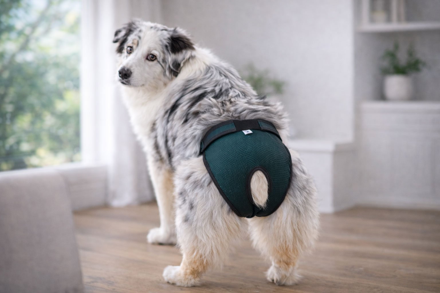 Protector-hembra-absorvente-PetMed-Mexico