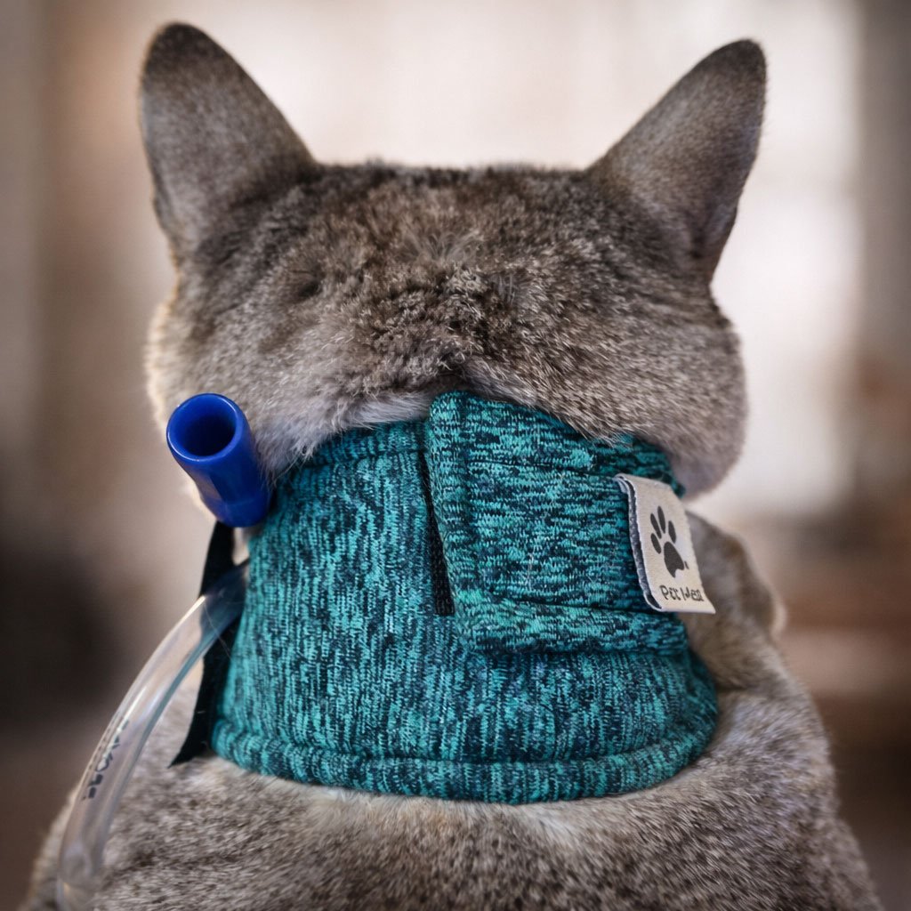 Collar-para-sonda-esofagica-para-gato-PetMed-Mexico