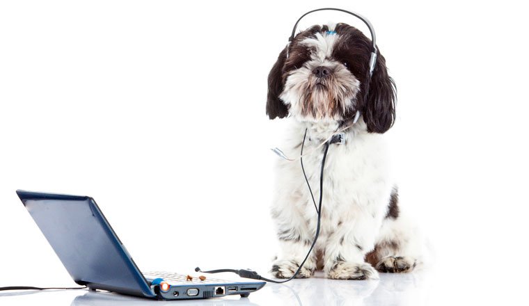 Contacto-PetMed-Mexico