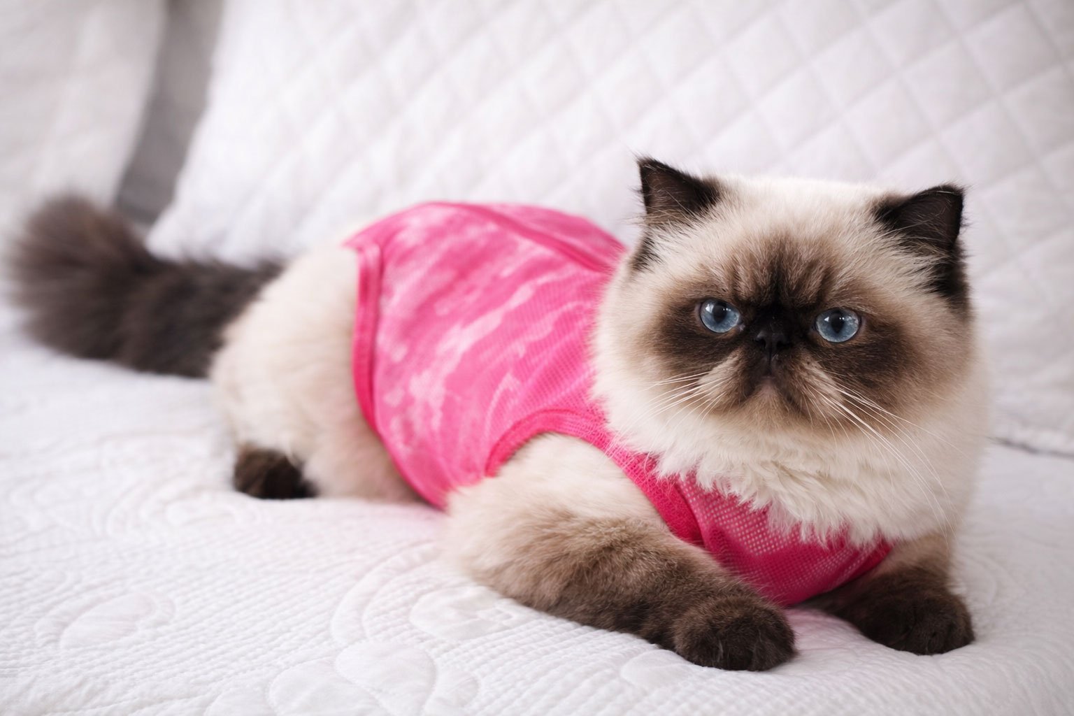 Ropa-postquirurgica-para-gatos-08