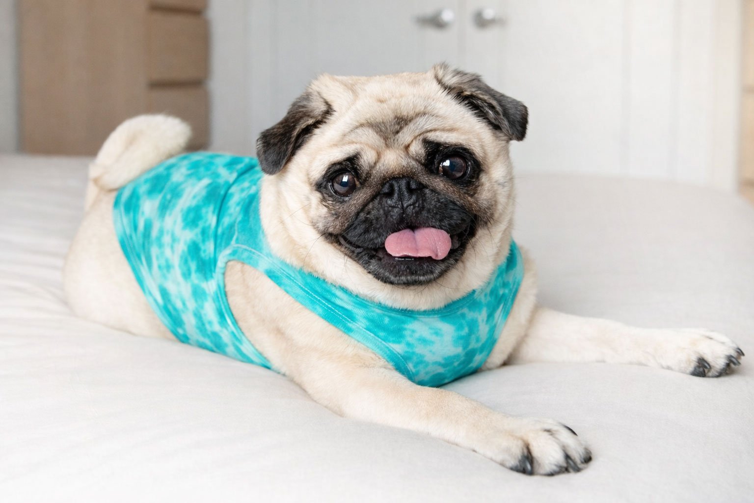 Ropa-postquirúrgica-para-perros-y-gatos-en-México